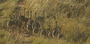 ostrich